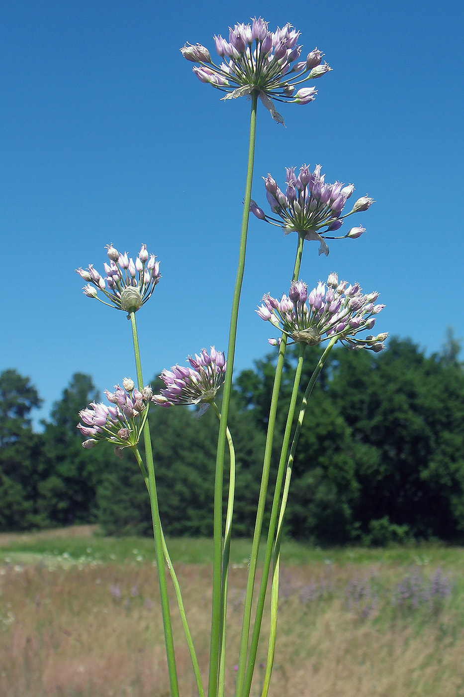 Изображение особи Allium angulosum.