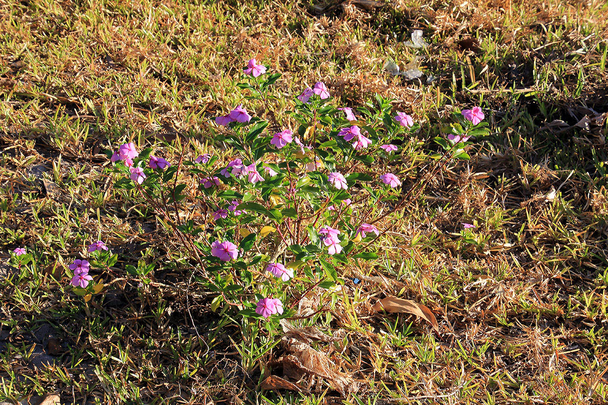 Image of genus Catharanthus specimen.