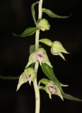 Epipactis leptochila