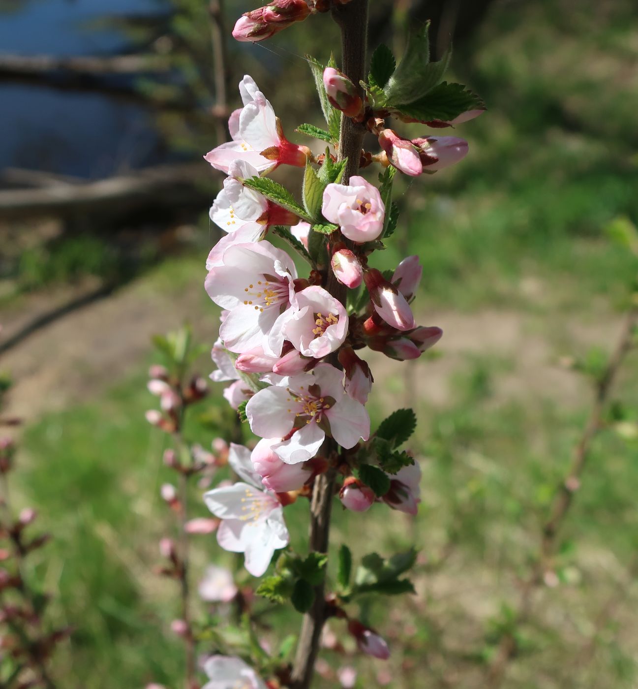 Image of Cerasus tomentosa specimen.