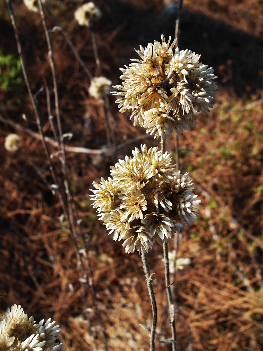 Изображение особи Helichrysum orientale.