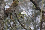 genus Magnolia. Ветви с цветком. Бутан, дзонгхаг Тронгса, национальный парк \"Jigme Singye Wangchuck\". 03.05.2019.