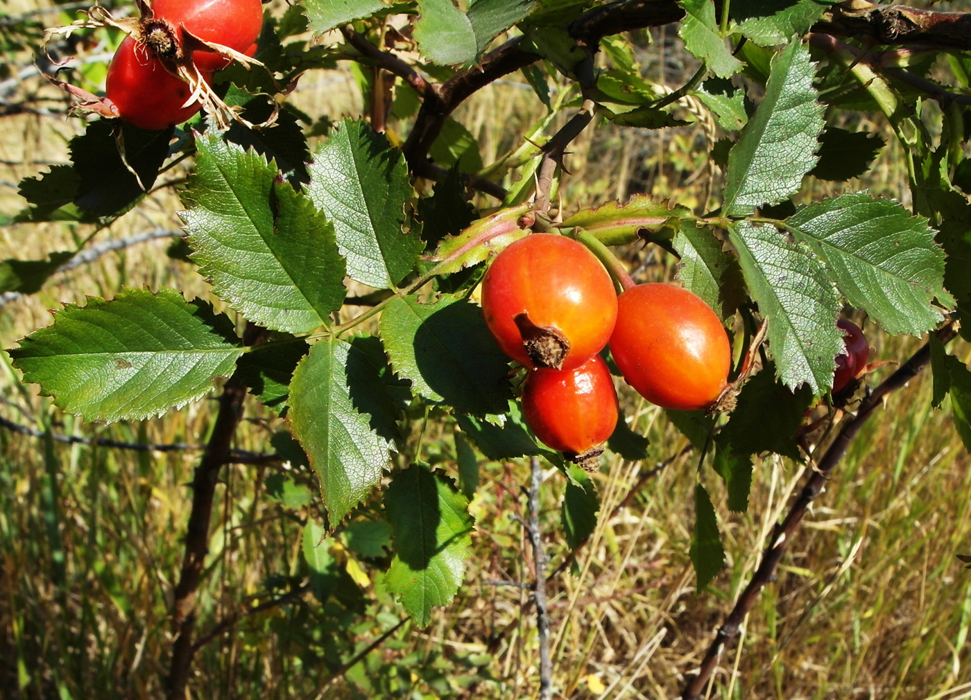 Image of genus Rosa specimen.