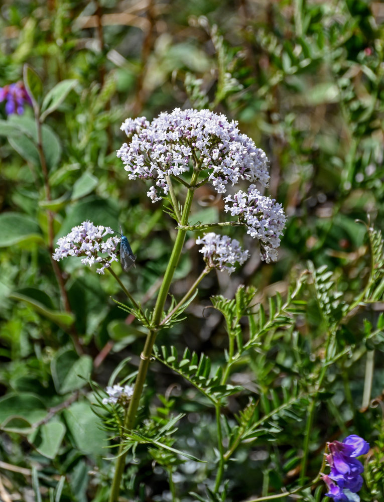 Image of Valeriana rossica specimen.