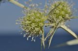 Eryngium campestre. Соцветие. Крым, ГО Алушта, подножие горы Кастель, участок заброшенной набережной. 16.08.2022.