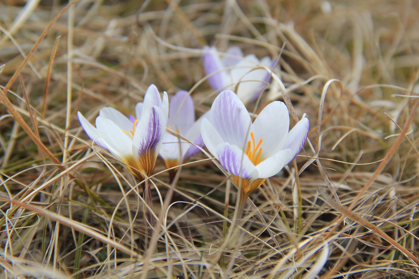 Изображение особи Crocus tauricus.