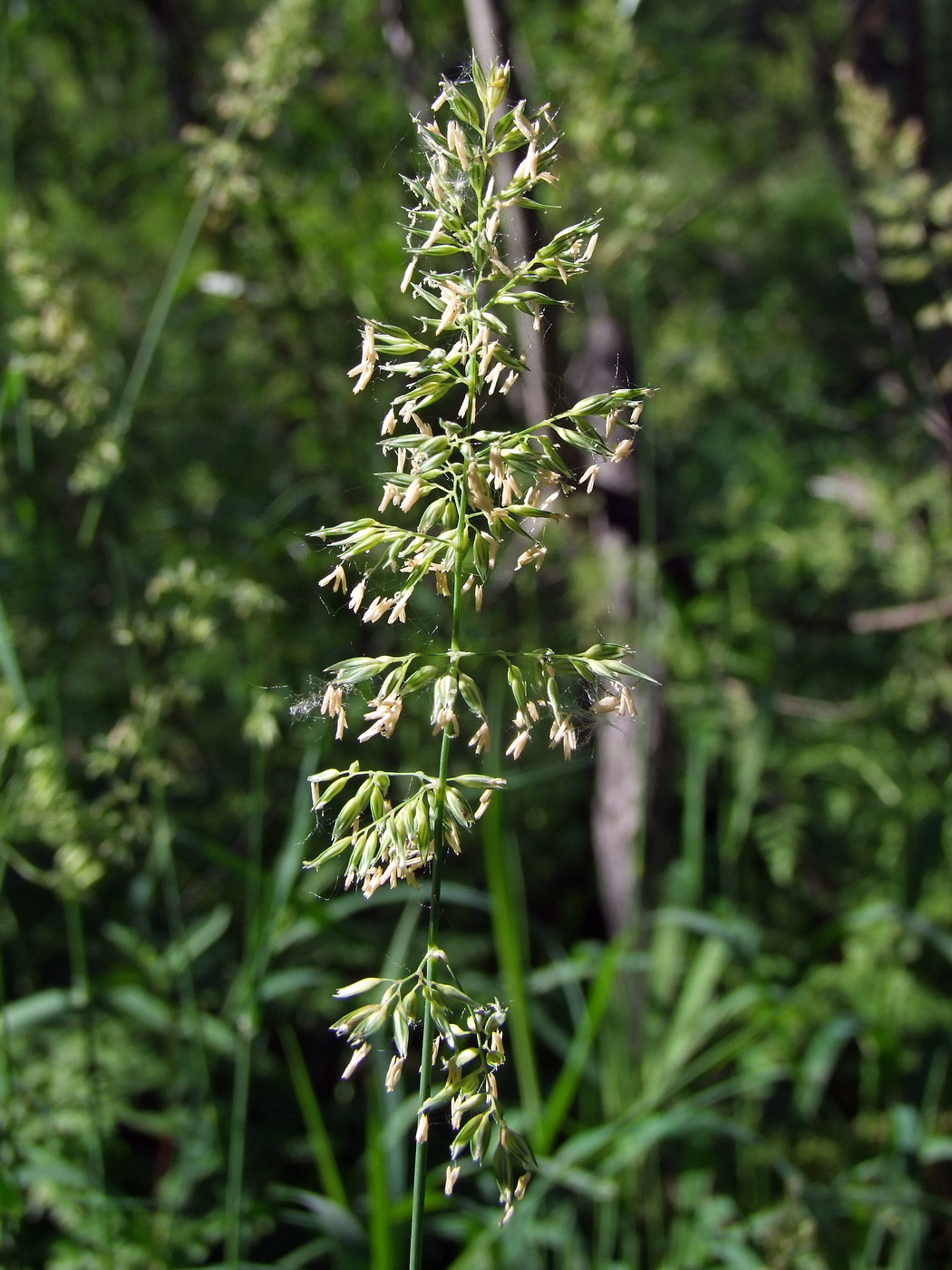 Изображение особи Phalaroides arundinacea.