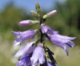 Campanula ruthenica. Верхушка соцветия с питающимися тлями. Крым, г. Симферополь, окр. мкр-на Пневматика, куэста, луг. 29.08.2020.