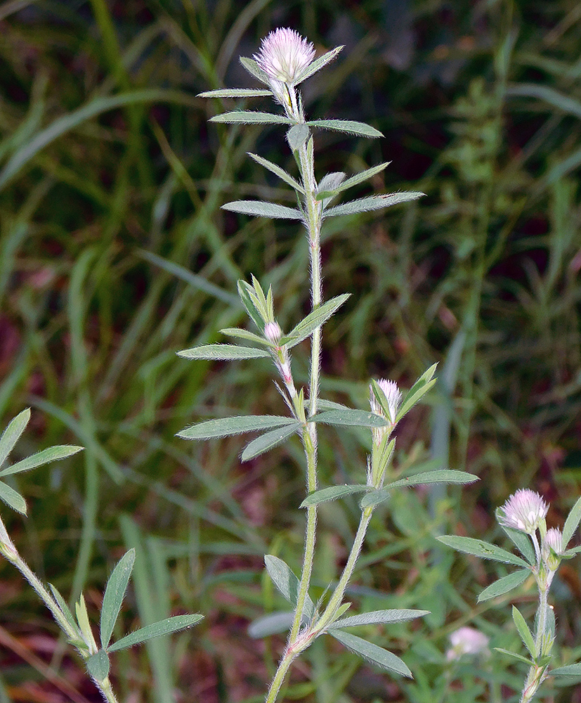 Image of Trifolium arvense specimen.