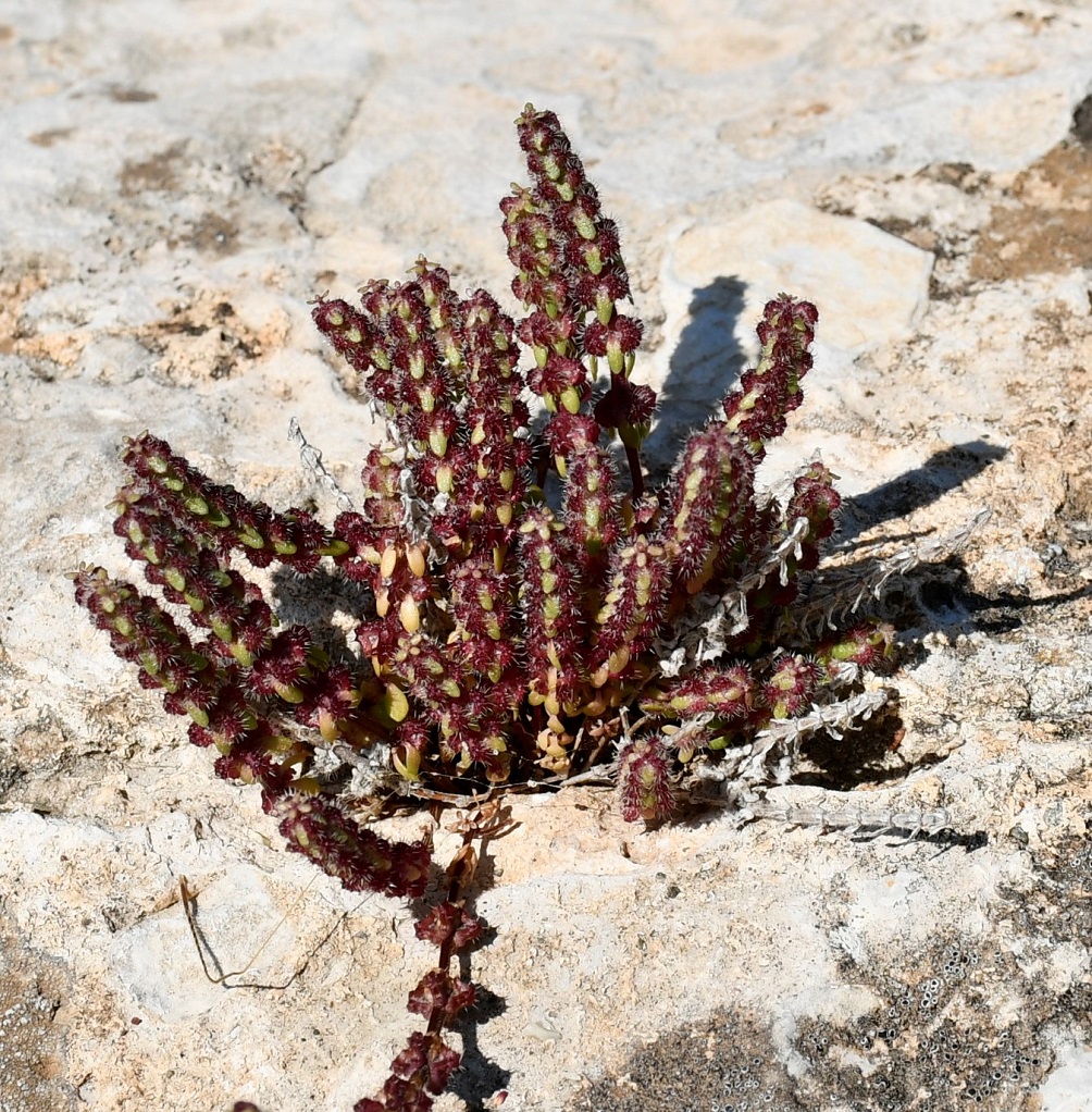 Image of Valantia hispida specimen.