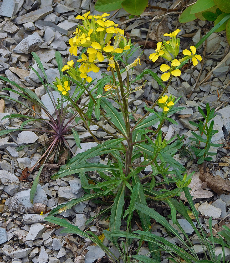 Image of Erysimum callicarpum specimen.