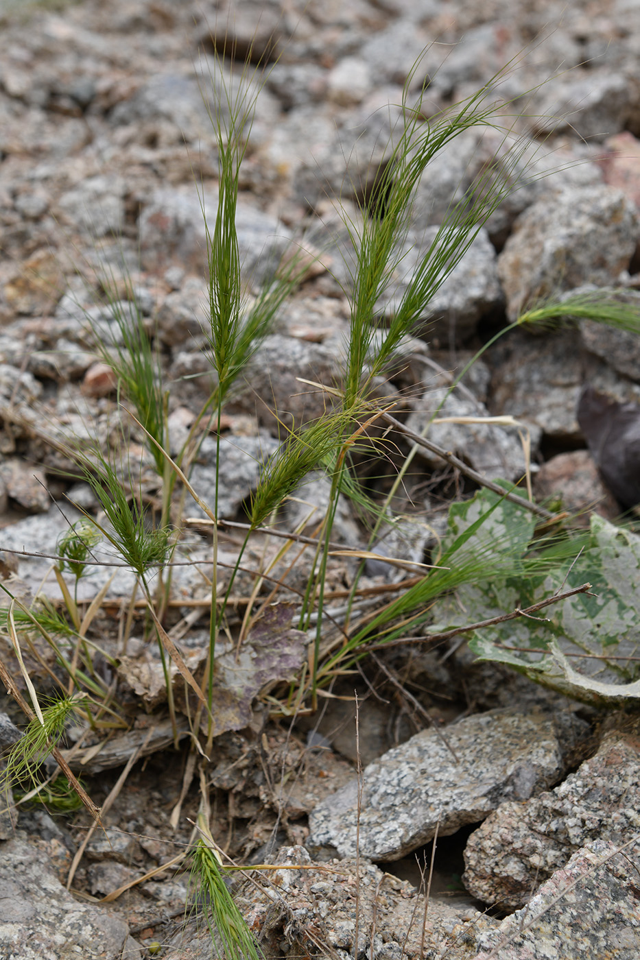 Изображение особи Taeniatherum crinitum.