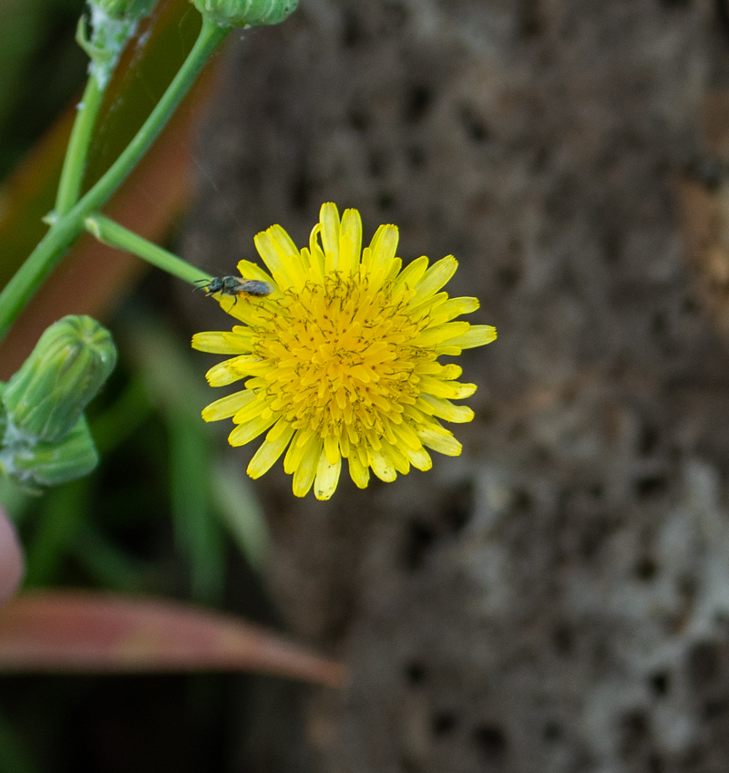 Image of Sonchus oleraceus specimen.