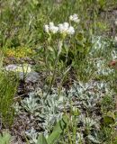 Antennaria caucasica