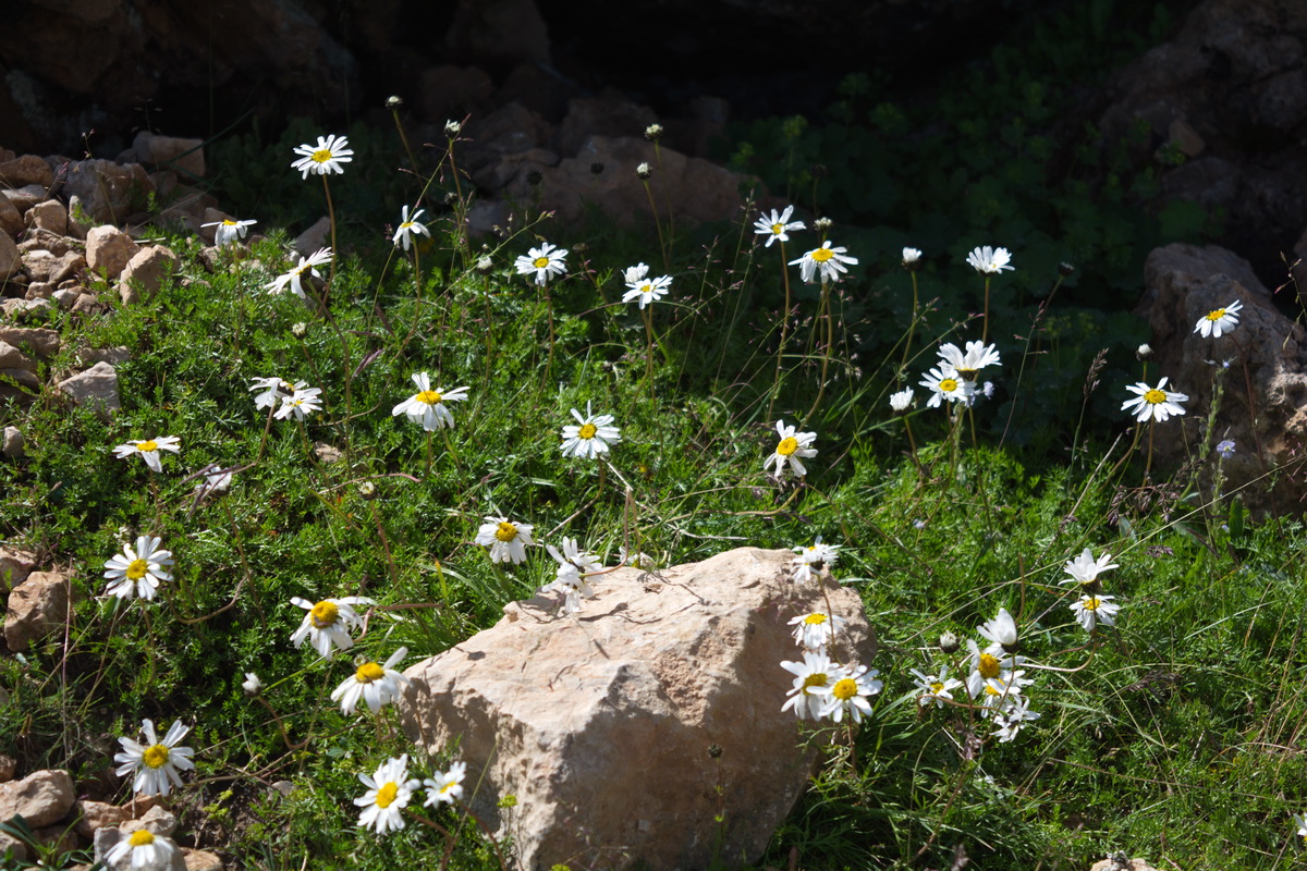 Изображение особи семейство Asteraceae.