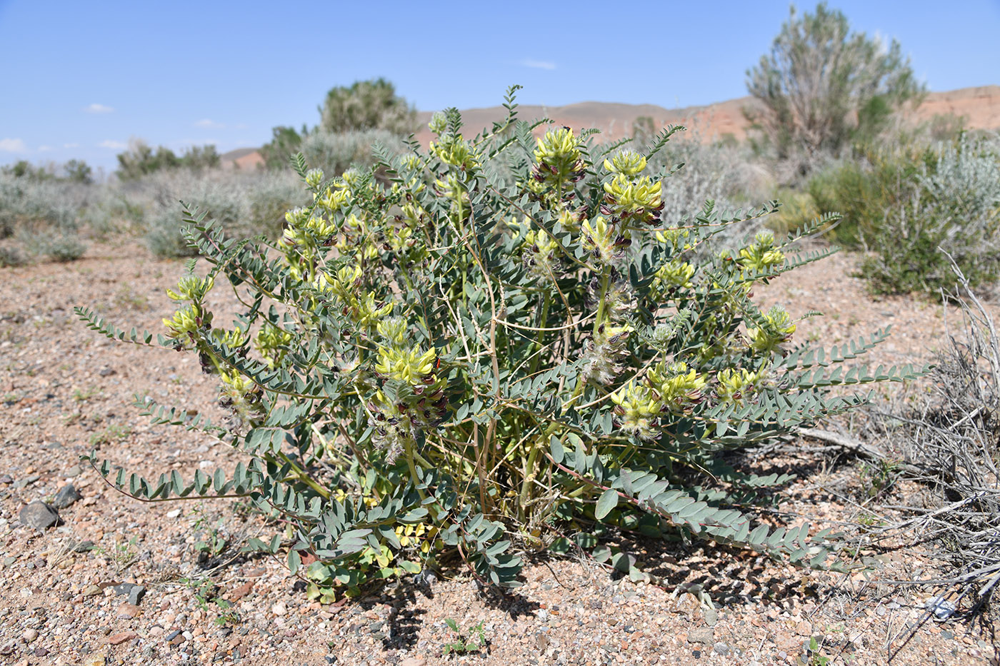Изображение особи Astragalus vulpinus.