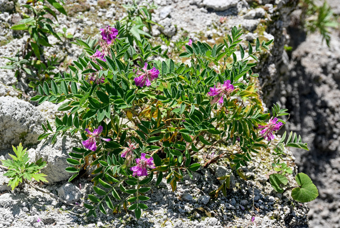 Изображение особи Hedysarum nonnae.