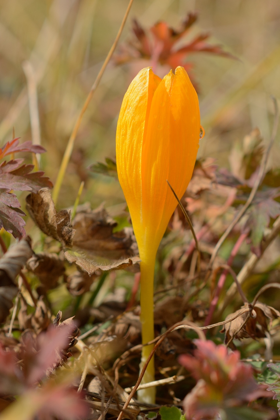 Изображение особи Crocus scharojanii.