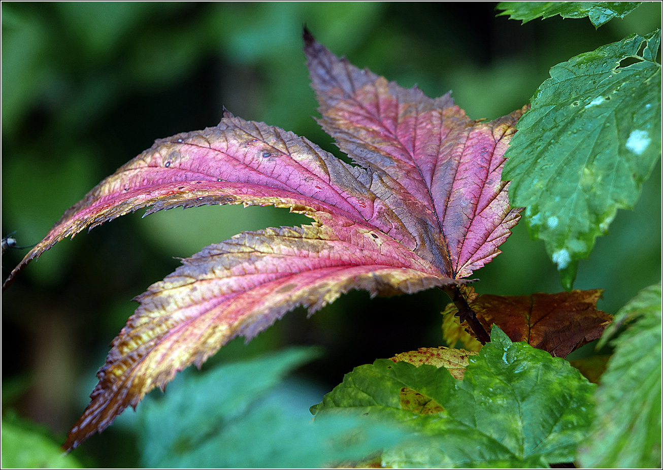 Image of Geum rivale specimen.