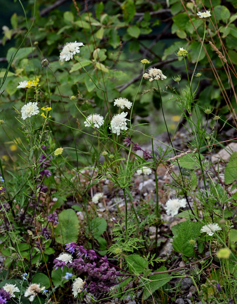 Изображение особи Scabiosa ochroleuca.