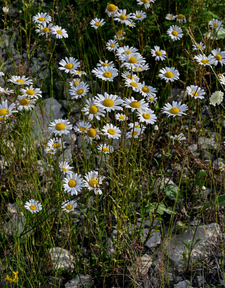 Изображение особи Leucanthemum vulgare.