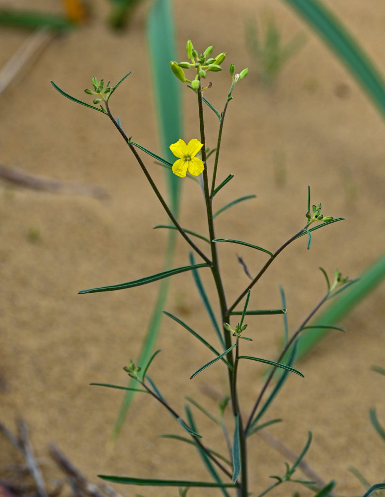 Изображение особи Syrenia siliculosa.