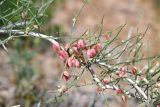 Calligonum rubicundum