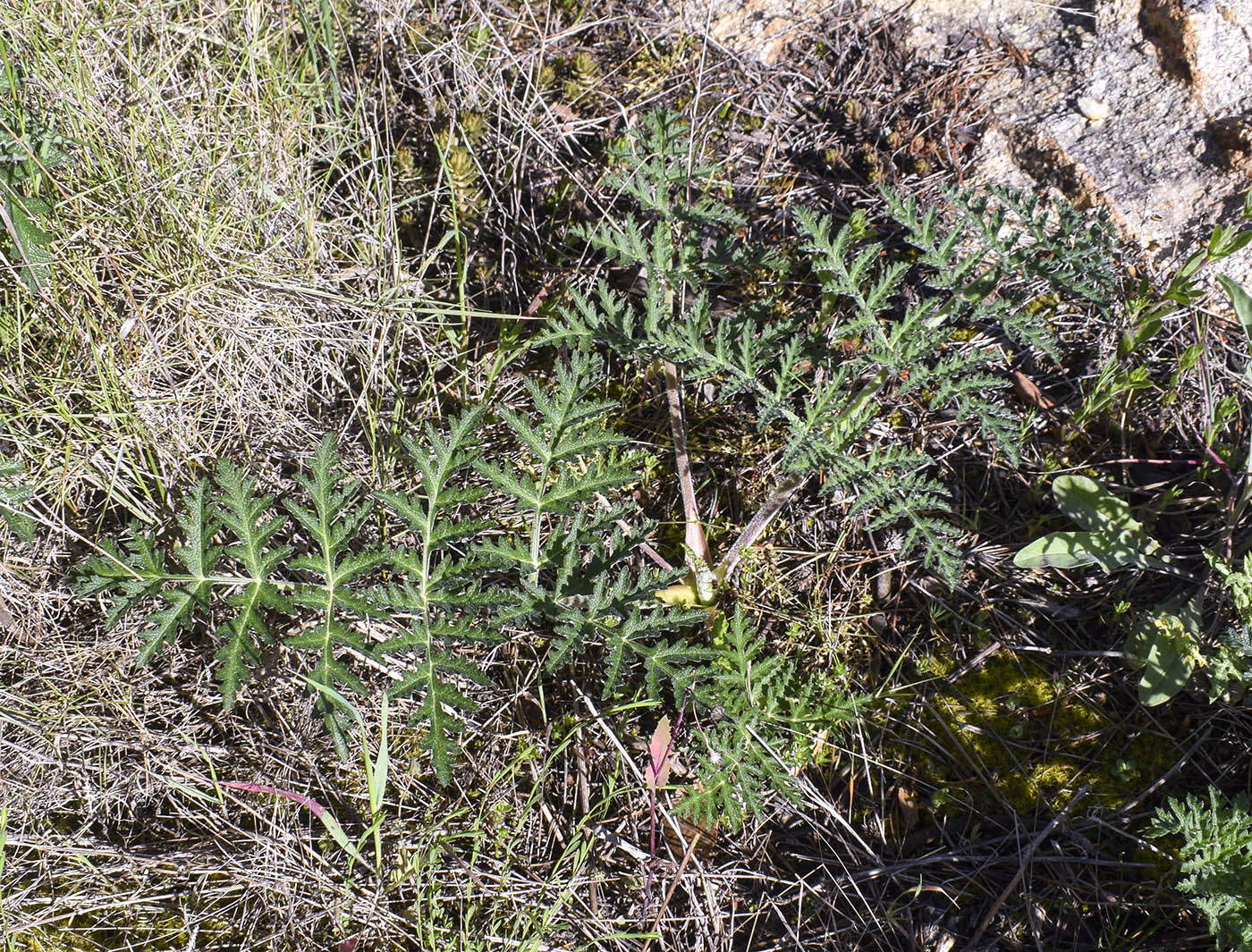 Image of Thapsia villosa specimen.