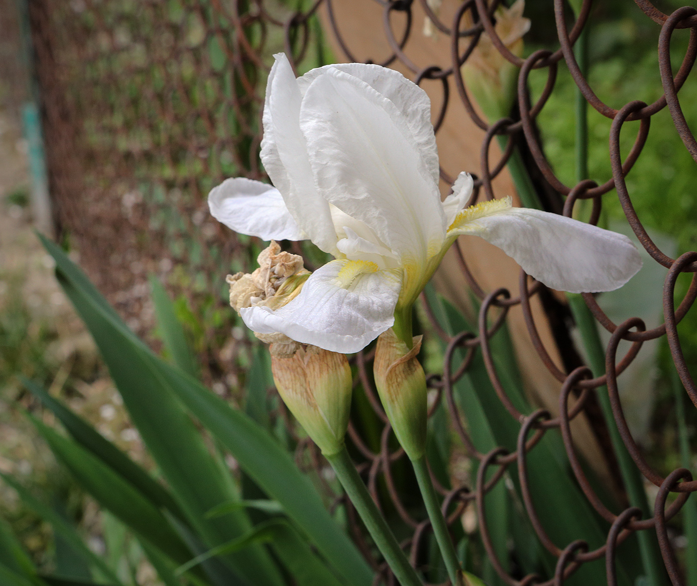 Image of genus Iris specimen.