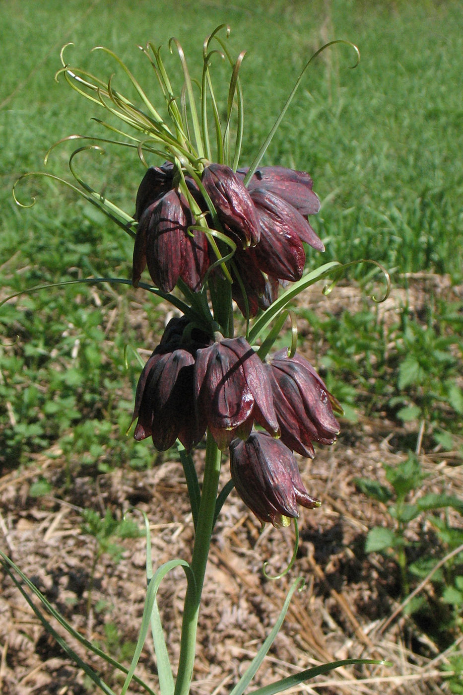 Изображение особи Fritillaria ruthenica.