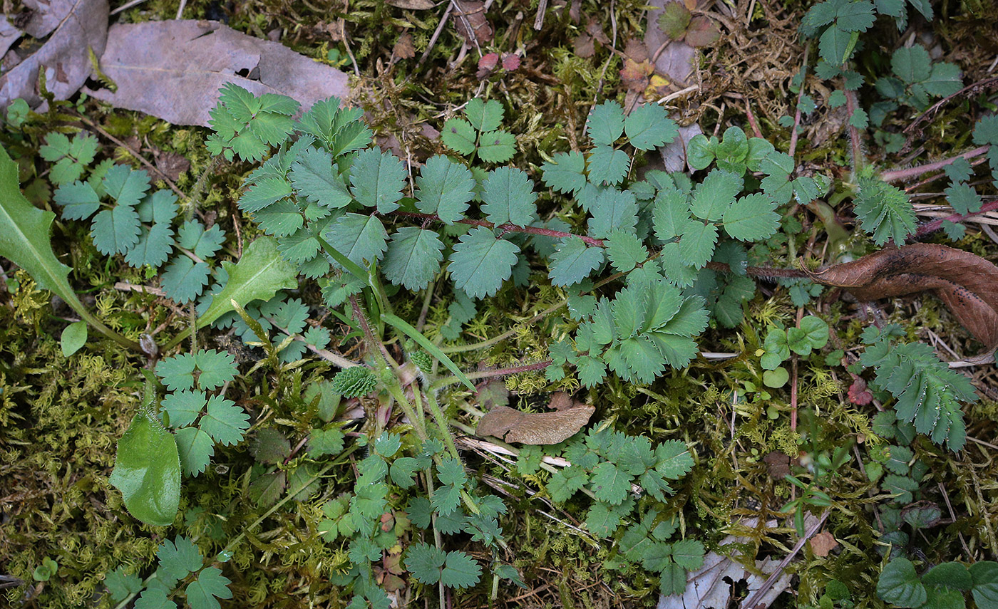 Image of Poterium sanguisorba specimen.