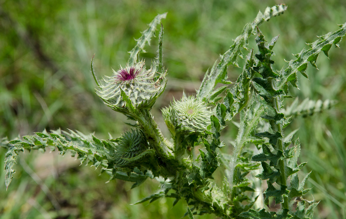 Image of genus Carduus specimen.