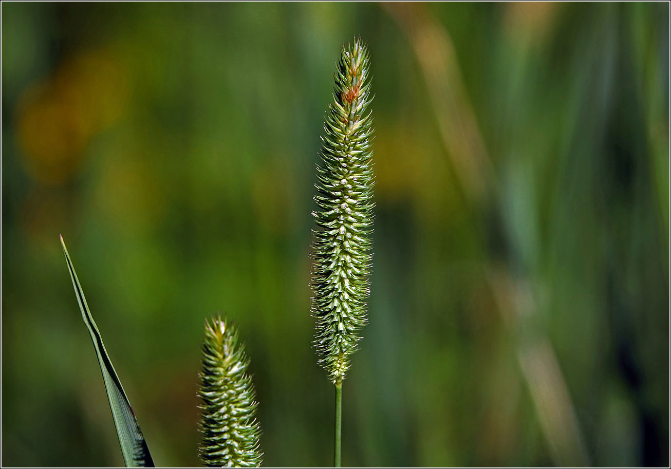 Image of Phleum pratense specimen.