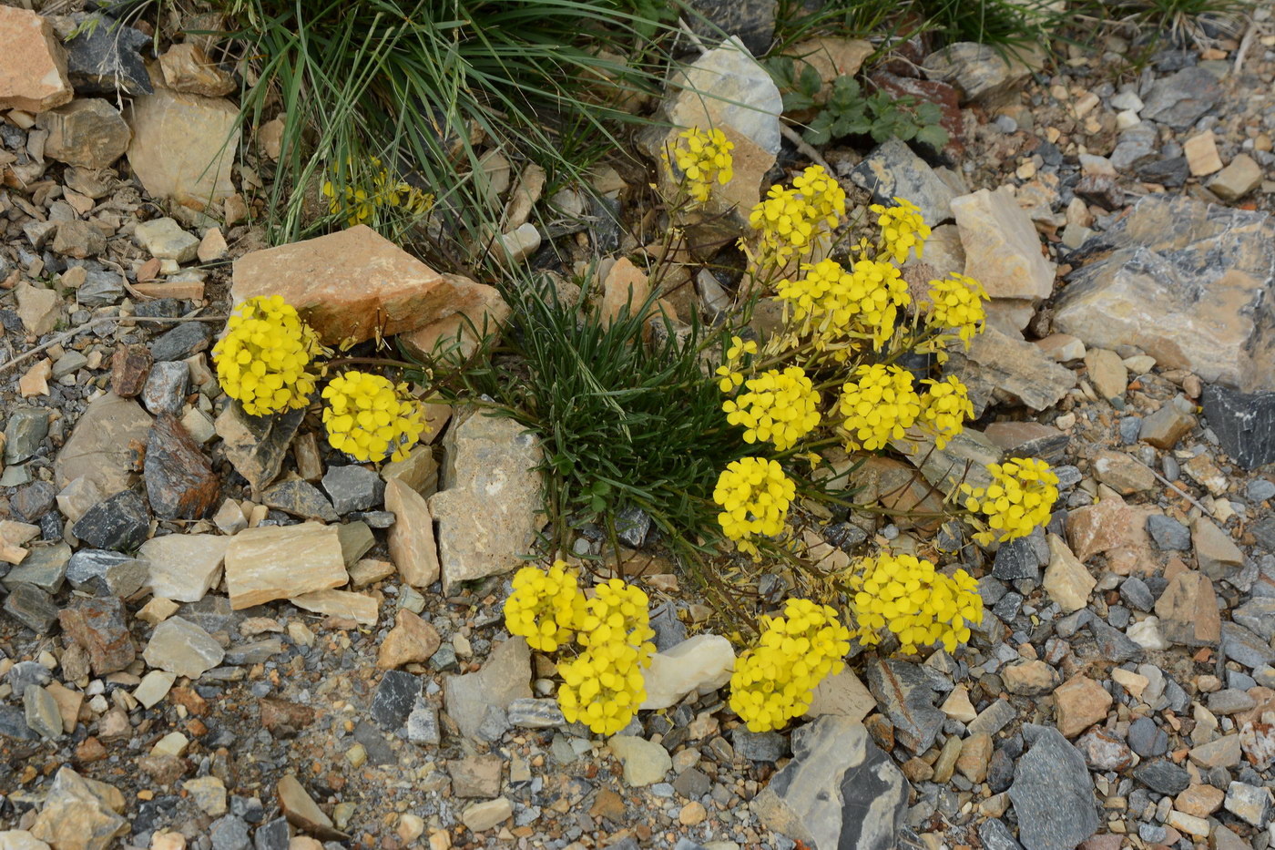 Image of familia Brassicaceae specimen.