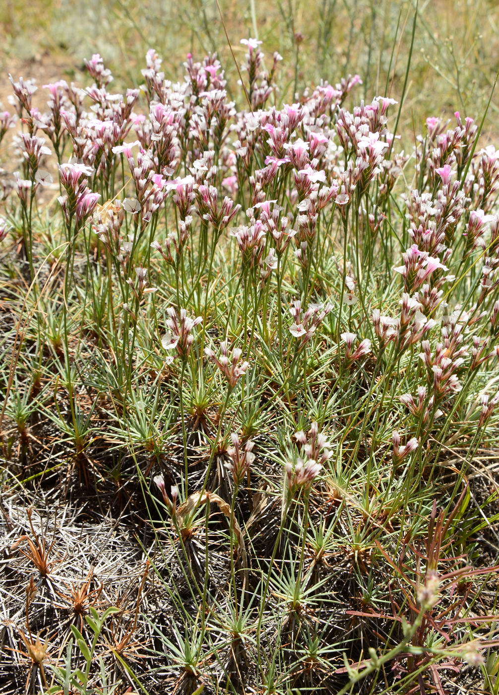 Image of genus Acantholimon specimen.