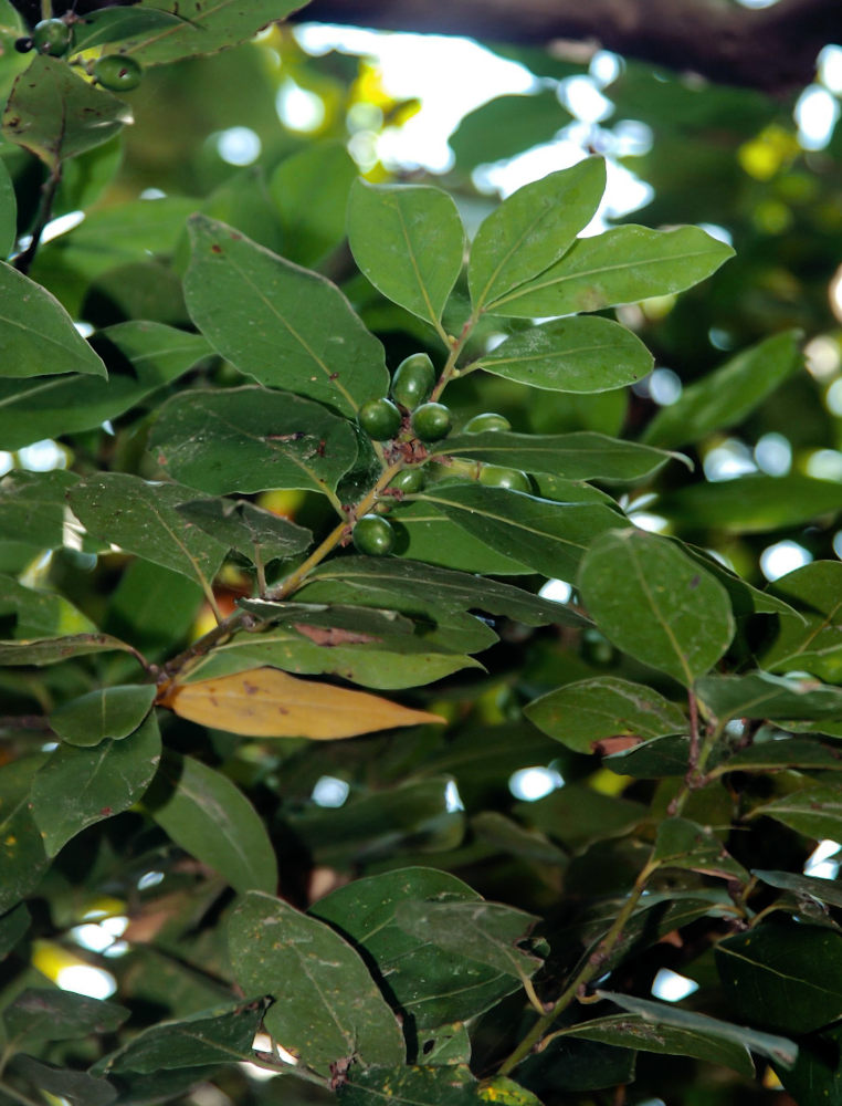 Изображение особи Laurus nobilis.