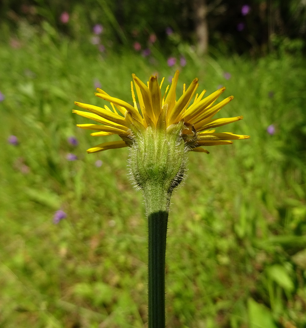 Image of familia Asteraceae specimen.