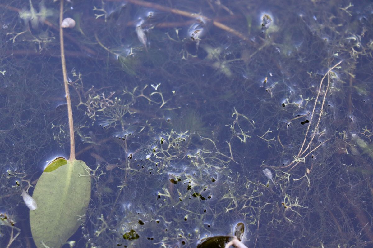 Image of Riccia fluitans specimen.