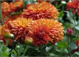 Chrysanthemum indicum