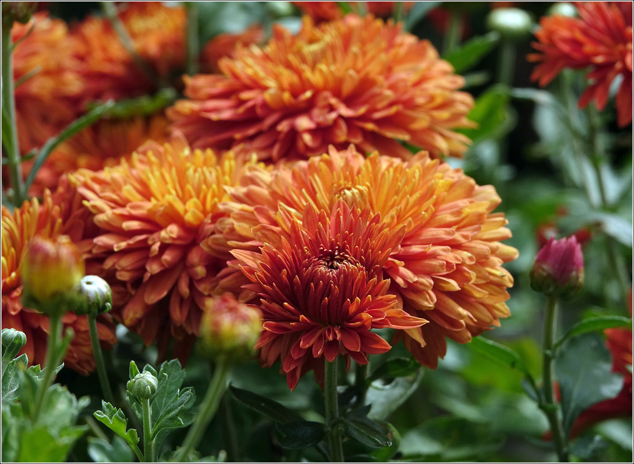 Image of Chrysanthemum indicum specimen.