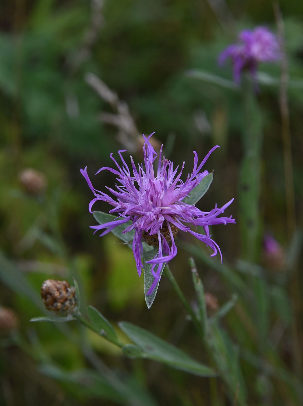 Изображение особи Centaurea jacea.