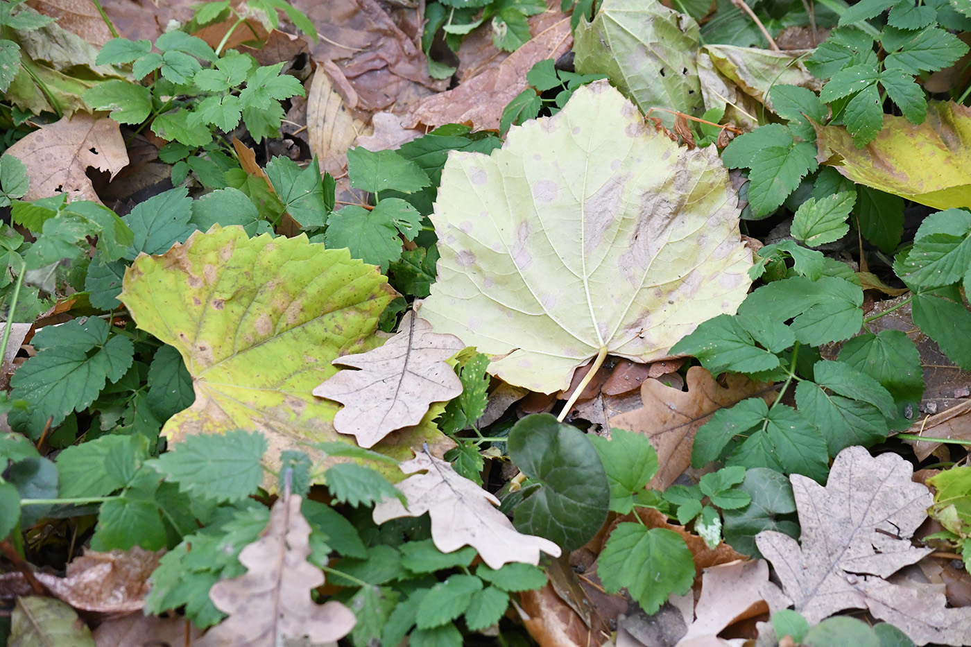 Image of genus Vitis specimen.