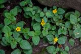 Lysimachia congestiflora