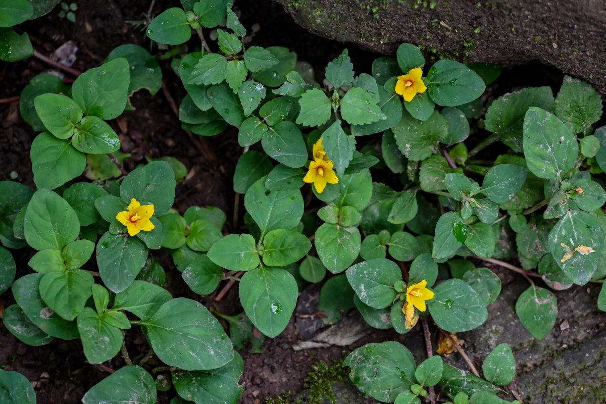 Изображение особи Lysimachia congestiflora.