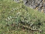 Cirsium ciliatum. Основание цветущего растения. Кабардино-Балкария, Черекский р-н, окр. с/п Верхняя Балкария, левый борт долины р. Хашхасу, ≈ 1800 м н.у.м., горный луг, используемый под выпас. 29.07.2024.