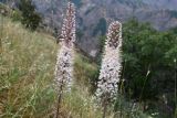 genus Eremurus