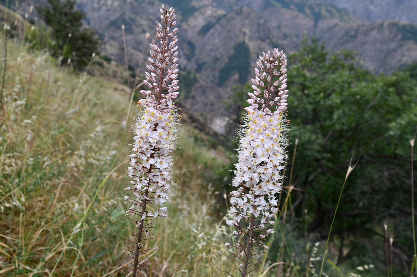 Image of Eremurus robustus specimen.