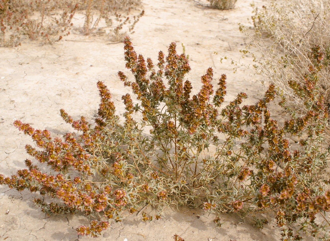 Image of Pyankovia brachiata specimen.