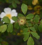 род Rosa. Отцветший цветок. Чечня, Шаройский р-н, дол. р. Цесиахк, около водопада Цеси, на щебенистом склоне. 29 июня 2024 г.