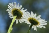 Leucanthemum ircutianum. Верхушка побега с соцветием (вид со стороны обёртки). Ленинградская обл., Ломоносовский р-н, окр. Шепелёвского маяка; п-ов Каравалдай, сухой суходольный разнотравно-злаковый луг за береговым валом. 16.06.2024.